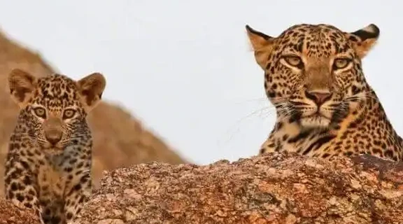 How to See Leopards at Jawai: Complete Safari Guide 2026 | Jalsa Jawai