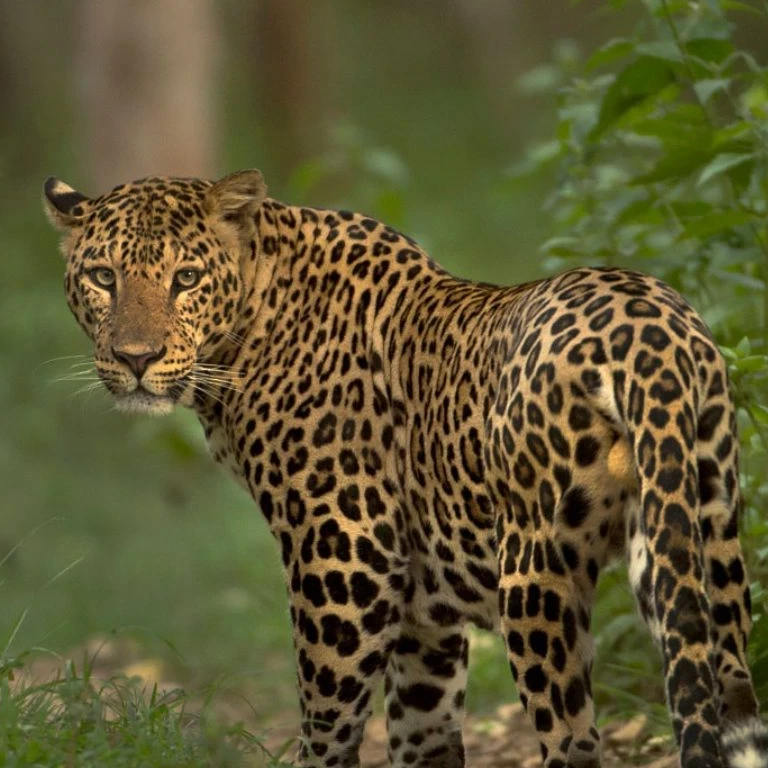 Jawai Leopard Safari Safe? Everything Tourists Need to Know