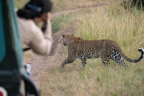 Wildlife Photography in Jawai: Best Shots from Jalsa Jawai Safari